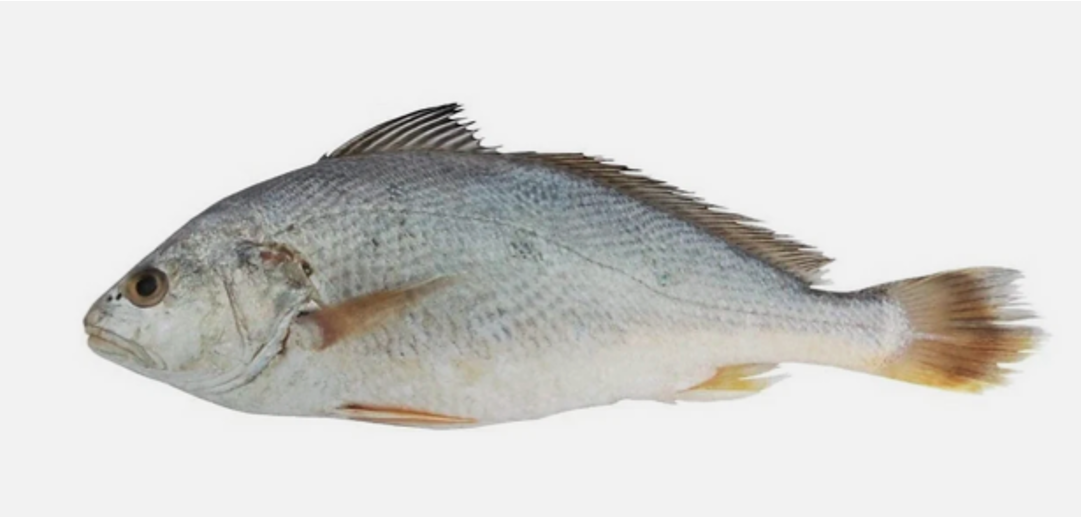 Yellow Croaker Fish (Uncut)