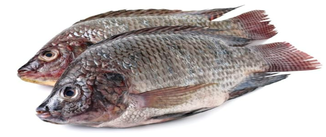 Tilapia Fish (Uncut)