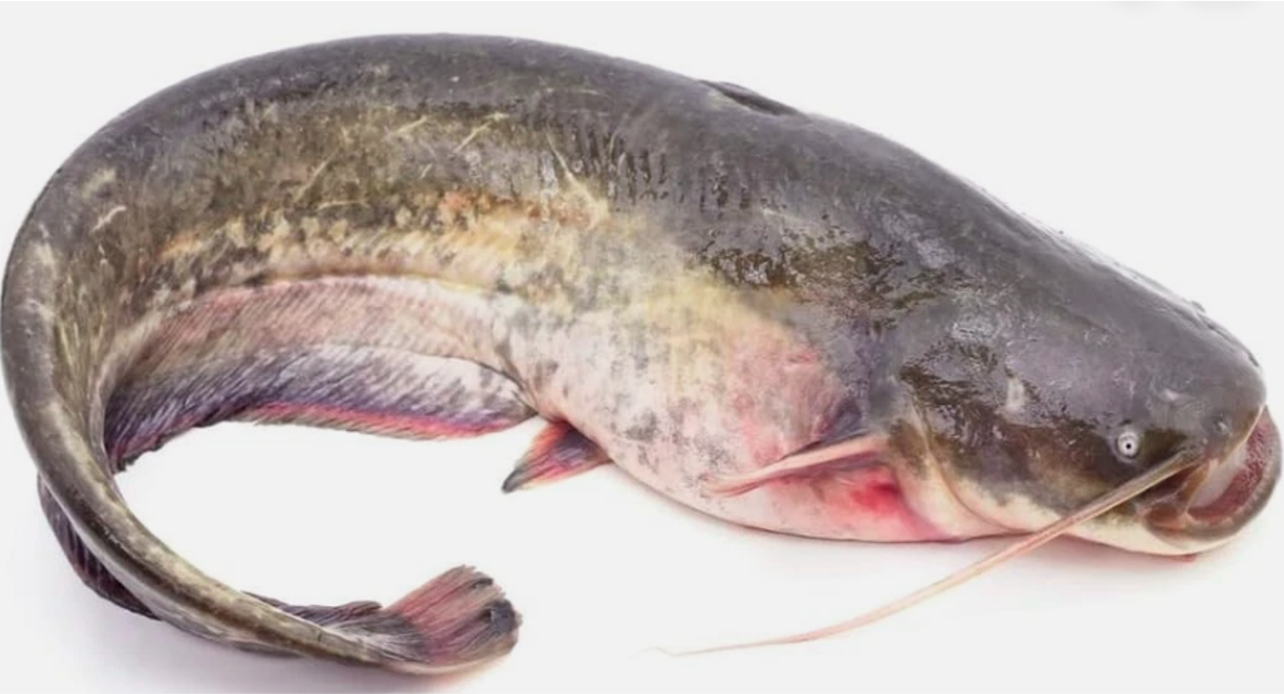 Box of Frozen Catfish Whole (Eja Aro) (Uncut)