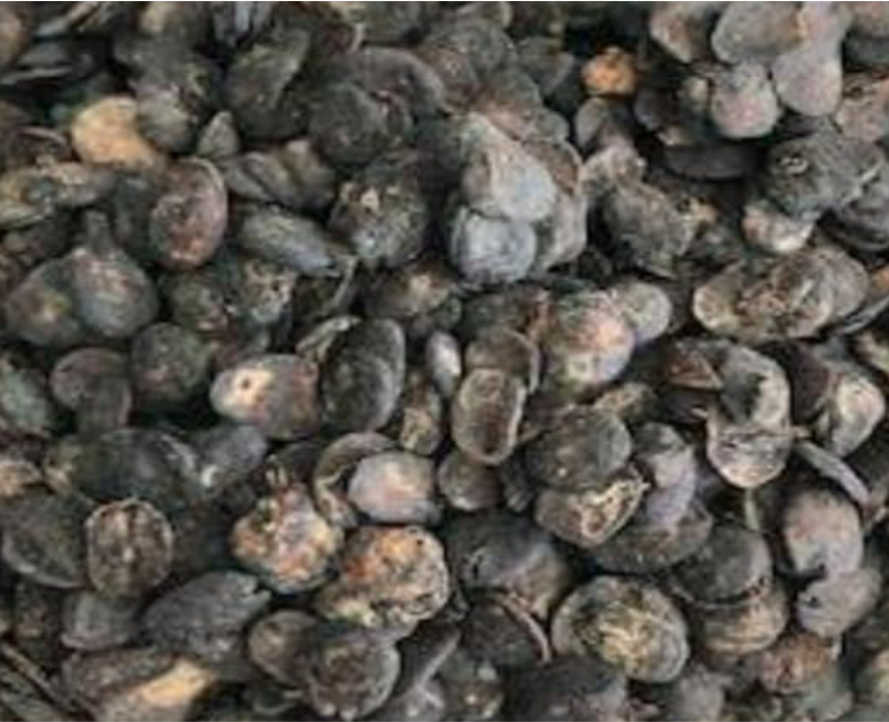 Locus Beans (Iru)