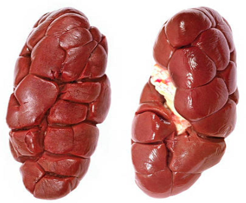 Cow Kidney £2.75 per kg