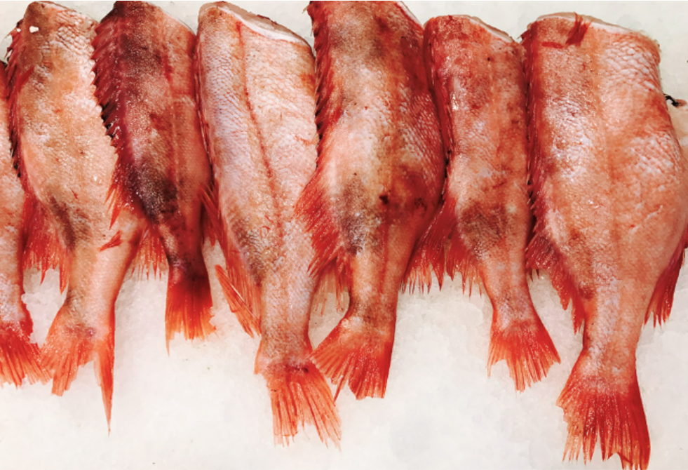 Box of Red Bream Headless Fish (Uncut)