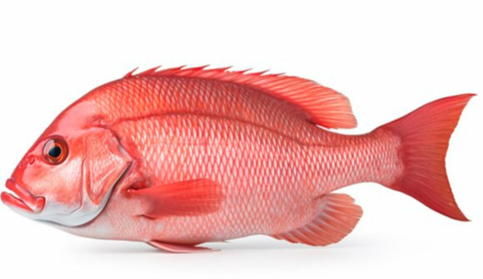 Box of Red Snappers