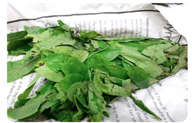 Fresh Oha Leaves