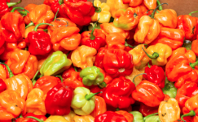 Uganda Pepper/Very Hot Pepper