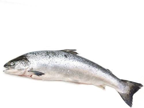 Whole Salmon Fish £9.50 per KG