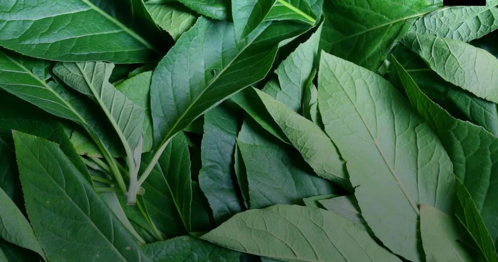 Fresh Bitter Leaves
