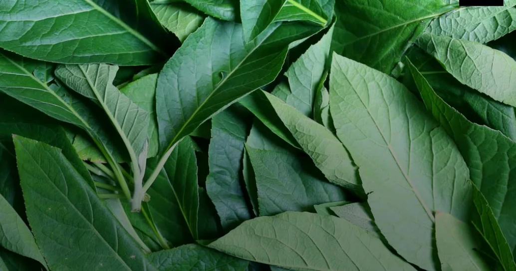 Fresh Bitter Leaves