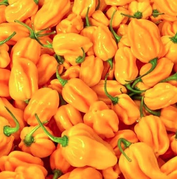 Yellow Scotch Bonnet